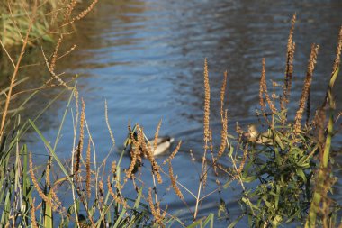 Şanlı gökyüzünün altında Lea nehrinde suyla doğdu.