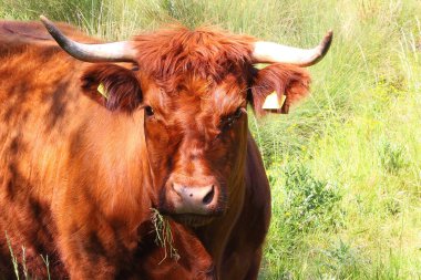 Çiftlik hayvanları bahar güneşinin altındaki çamurlu tarlalarda dinleniyor.