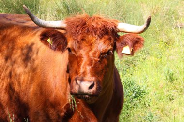 Çiftlik hayvanları bahar güneşinin altındaki çamurlu tarlalarda dinleniyor.