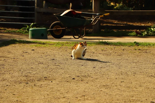 Feline Prowl Pod Ciepłym Jesiennym Słońcem — Zdjęcie stockowe