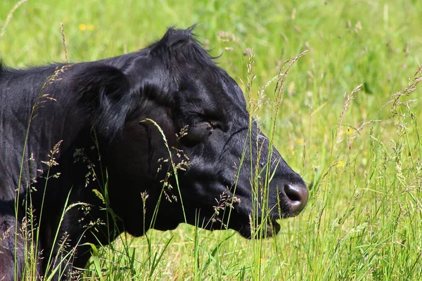 Livestock Relaxing Muddy Fields Spring Sunshine — Stock fotografie