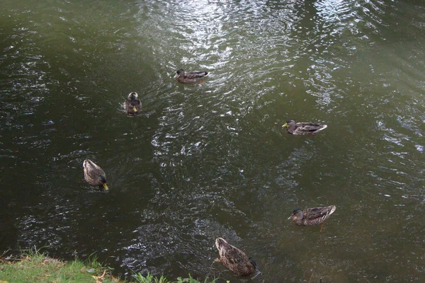 Wassergetragen Auf Dem Fluss Lea Unter Dem Herrlich Vollen Himmel — Stockfoto