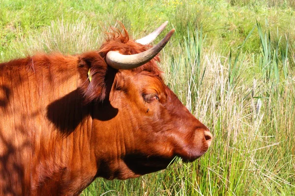 Çiftlik hayvanları bahar güneşinin altındaki çamurlu tarlalarda dinleniyor.