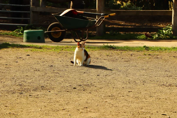 Feline Prowl Pod Ciepłym Jesiennym Słońcem — Zdjęcie stockowe