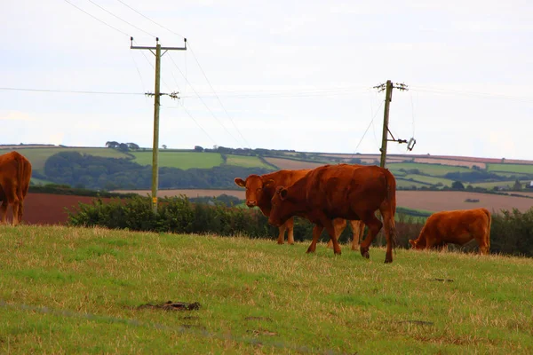 Livestock relaxing in the muddy fields under the spring sunshine