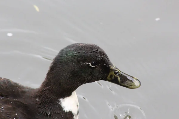 Bord Eau Sur Rivière Léa Sous Ciel Glorieux — Photo