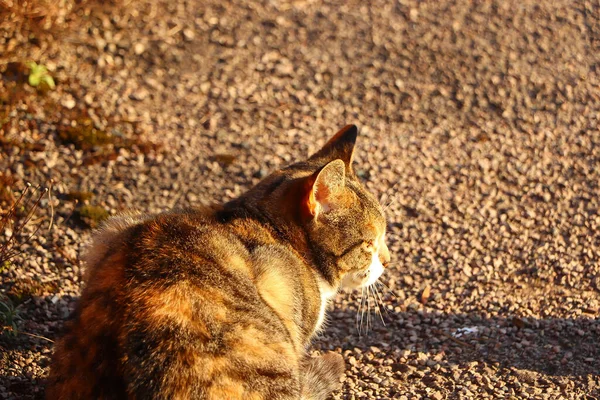 Felino Espreita Sob Sol Quente Outono — Fotografia de Stock