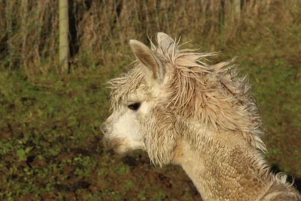 Livestock Relaxing Muddy Fields Spring Sunshine — 스톡 사진