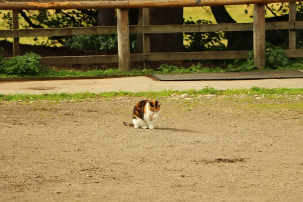 Katze Auf Streifzug Unter Der Warmen Herbstsonne — Stockfoto