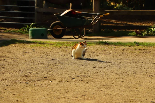 Katze Auf Streifzug Unter Der Warmen Herbstsonne — Stockfoto