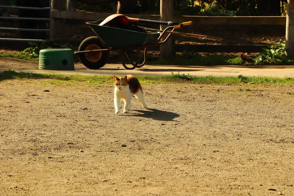 Sıcak Sonbahar Güneşi Altında Sinsi Sinsi Dolaşan Bir Kedi — Stok fotoğraf