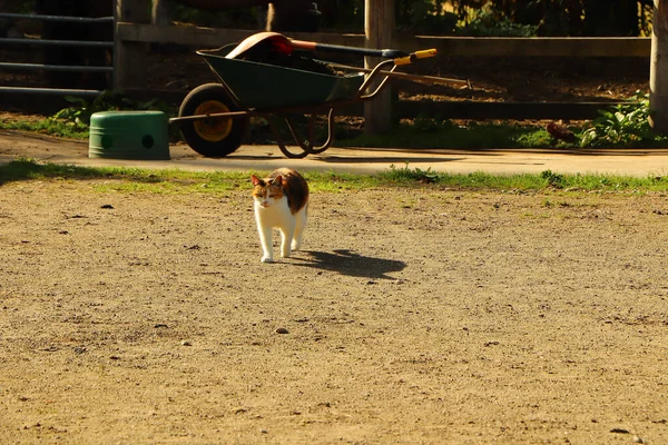 Sıcak Sonbahar Güneşi Altında Sinsi Sinsi Dolaşan Bir Kedi — Stok fotoğraf