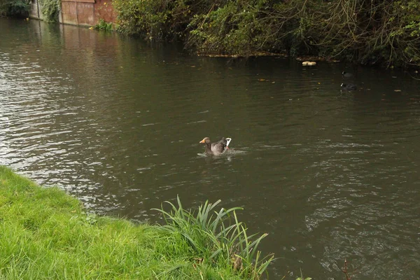 Wassergetragen Auf Dem Fluss Lea Unter Dem Herrlich Vollen Himmel — Stockfoto