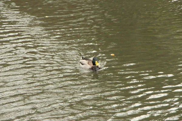 Wassergetragen Auf Dem Fluss Lea Unter Dem Herrlich Vollen Himmel — Stockfoto