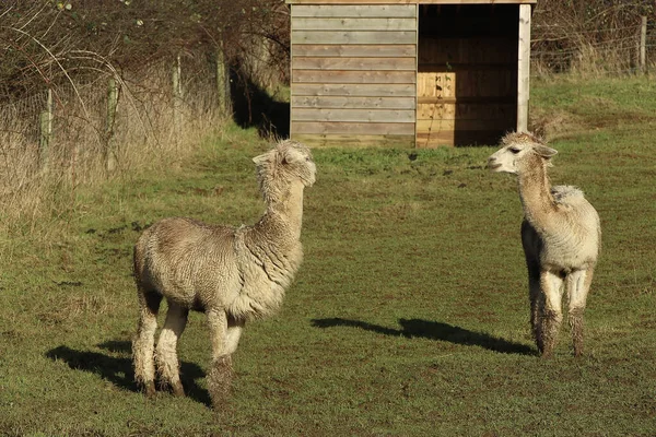 Livestock Relaxing Muddy Fields Spring Sunshine — Stock fotografie