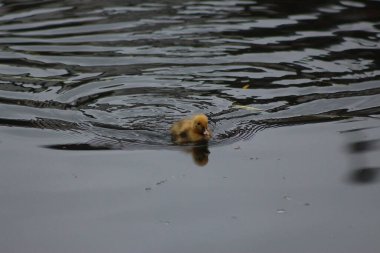 Şanlı gökyüzünün altında Lea nehrinde suyla doğdu.