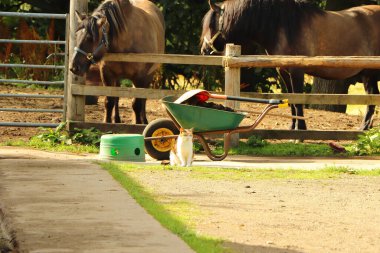 Sıcak sonbahar güneşi altında sinsi sinsi dolaşan bir kedi.