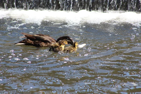 Water Lea Rivier Onder Glorieuze Volle Hemel — Stockfoto