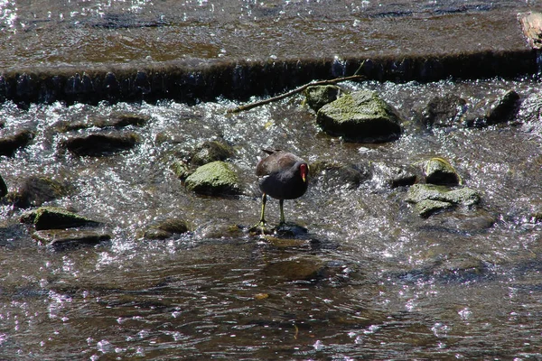 Bord Eau Sur Rivière Léa Sous Ciel Glorieux — Photo