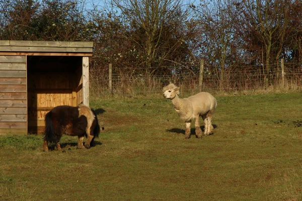 Livestock Relaxing Muddy Fields Spring Sunshine — Foto Stock