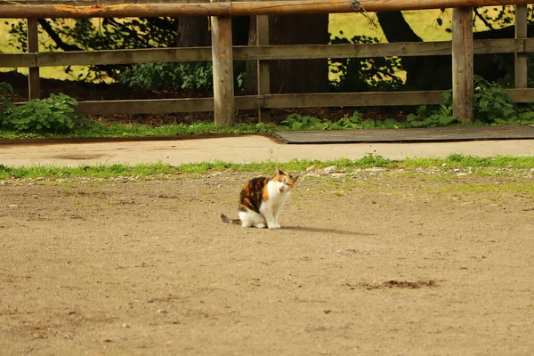 Feline Prowl Pod Ciepłym Jesiennym Słońcem — Zdjęcie stockowe