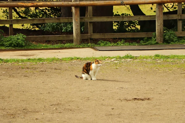 Feline Prowl Pod Ciepłym Jesiennym Słońcem — Zdjęcie stockowe