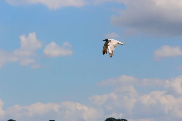 Bord Eau Sur Rivière Léa Sous Ciel Glorieux — Photo