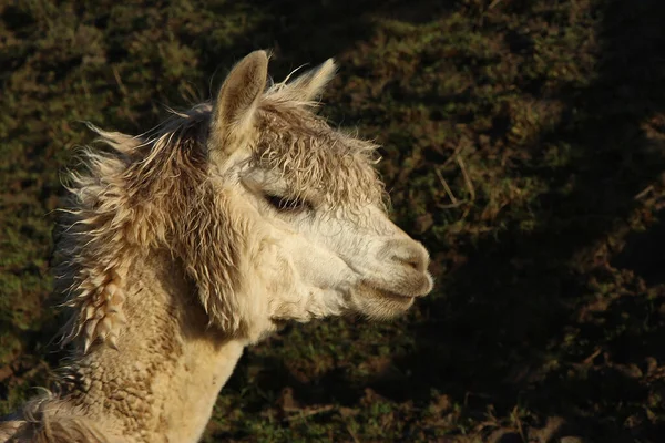 Livestock Relaxing Muddy Fields Spring Sunshine — Photo