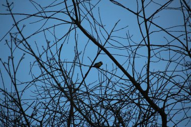 Gelinler dondurucu kış sıcağında oynuyorlar 