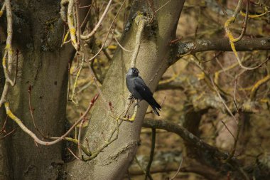 Gelinler dondurucu kış sıcağında oynuyorlar 