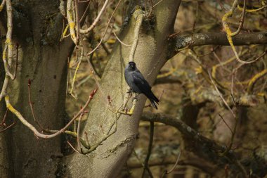 Gelinler dondurucu kış sıcağında oynuyorlar 
