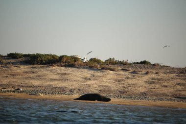 Gelinler dondurucu kış sıcağında oynuyorlar 