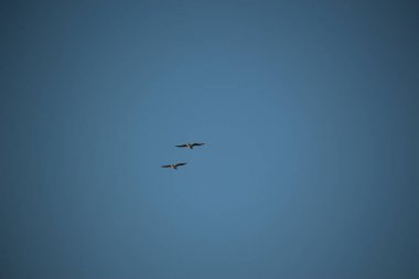 Sonbahar boyunca İngiltere 'nin Norfolk kentinde Blakeney dışında gelgit bataklıklarının üzerinde gün batımı 