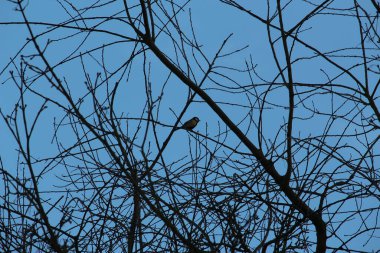 Gelinler dondurucu kış sıcağında oynuyorlar 