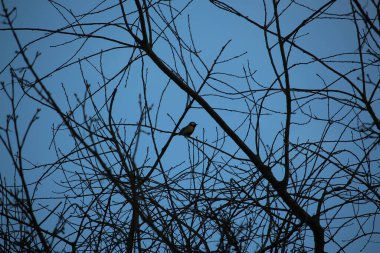 Gelinler dondurucu kış sıcağında oynuyorlar 