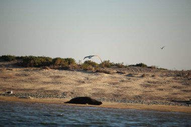 Gelinler dondurucu kış sıcağında oynuyorlar 