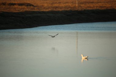 Gelinler dondurucu kış sıcağında oynuyorlar 