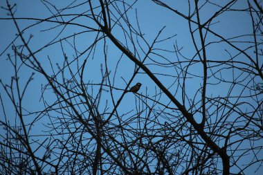 Gelinler dondurucu kış sıcağında oynuyorlar 