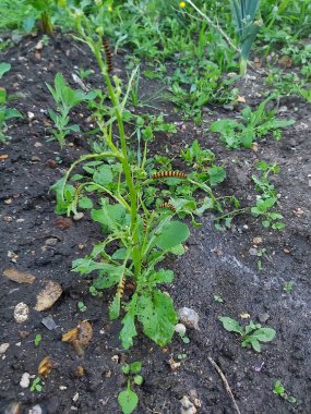 Yazın bahçedeki parlak yeşillik