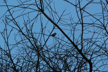 Gelinler dondurucu kış sıcağında oynuyorlar 