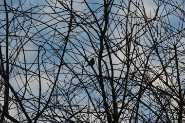 Gelinler dondurucu kış sıcağında oynuyorlar 