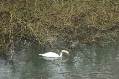 Gelinler dondurucu kış sıcağında oynuyorlar 