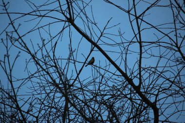 Gelinler dondurucu kış sıcağında oynuyorlar 