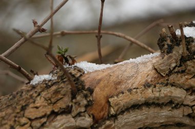 İngiltere 'de dondurucu ve çamurlu kış manzaraları 