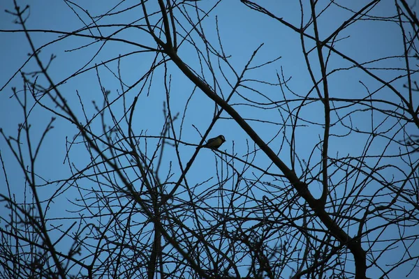 Gelinler dondurucu kış sıcağında oynuyorlar 