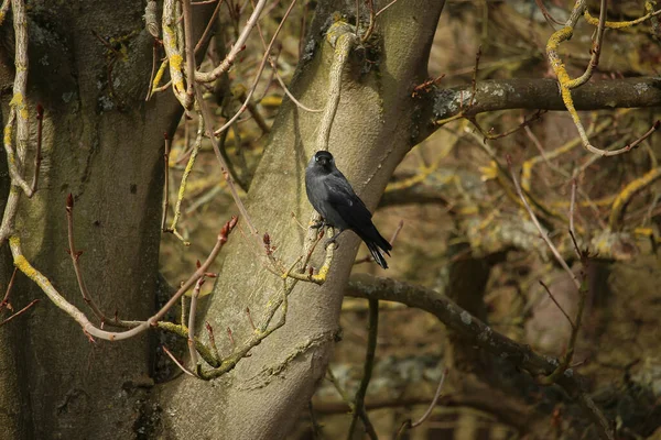 Gelinler dondurucu kış sıcağında oynuyorlar 