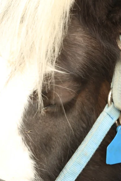 Horses in the muddy fields at winter