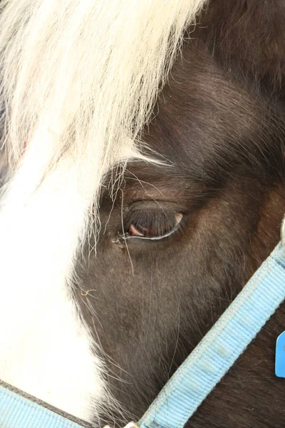 Horses Muddy Fields Winter — Φωτογραφία Αρχείου