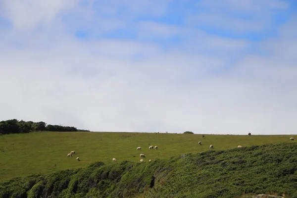 Bada Sommarsolen Cornwalls Södra Kust — Stockfoto