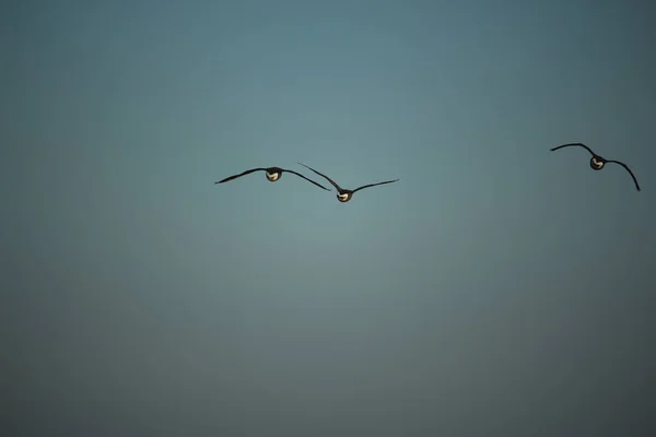 Brids Playing Freezing Winter Temperatures — Fotografia de Stock